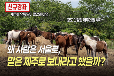 왜 사람은 서울로, 말은 제주로 보내라고 했을까 이미지